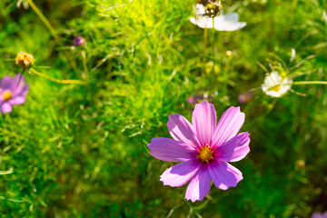 公園に咲くコスモス