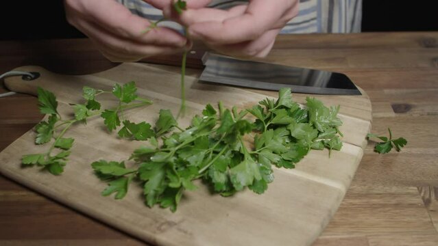 A chef carefully selects leaves of fresh flat-leaf parsley. He is preparing the menu for his restaurant. No face, tracking shot.