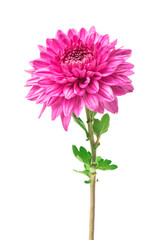 Pink  chrysanthemum flowers isolated on white (selective focus) - 668037087