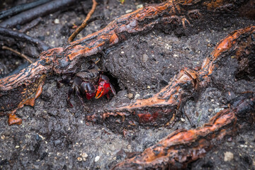 Red and Black Crab in Mud between Roots of Mangrove Trees at Cape Hillsborough, Australia.