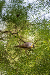 Close-Up of Noisy Miner Bird sitting between Leafs of green Bush, Queensland, Australia.