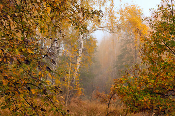 Beautiful autumn forest in the fog.