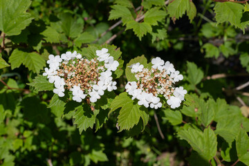 Close up of cranberry bush viburnum (viburnum trilobum) flowers in bloom