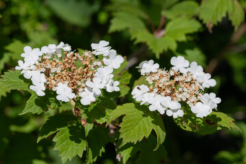 Close up of cranberry bush viburnum (viburnum trilobum) flowers in bloom