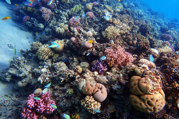 coral reef in the Red Sea