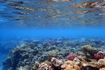 coral reef in the Red Sea