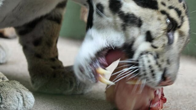 A clouded leopard, Neofelis nebulosaA clouded leopard, Neofelis nebulosa, nibbles a portion of meat in captivity, close up