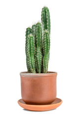 Potted cactus isolated