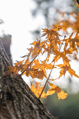 Yellow branches and leaves captured under backlight in the city