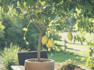 ripe fresh lemons hanging on a lemon tree branch in sunny garden - obrazy, fototapety, plakaty