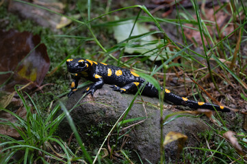 A Fire salamander (Salamandra Salamandra) sitting on a stone.