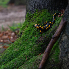 A Fire salamander (Salamandra Salamandra) on a moss covered tree.