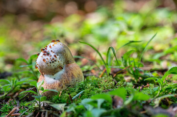 Lurid bolete infected by hypomyces fungus covered by amber drops of fluid