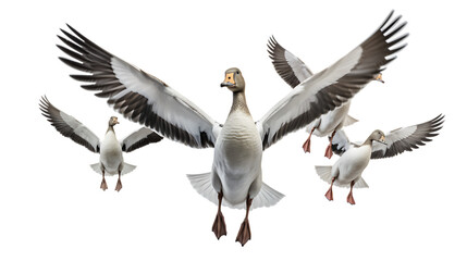 Flock of Geese in V-Formation Isolated on Transparent or White Background, PNG - obrazy, fototapety, plakaty