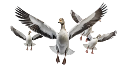 Deurstickers Flock of Geese in V-Formation Isolated on Transparent or White Background, PNG © The