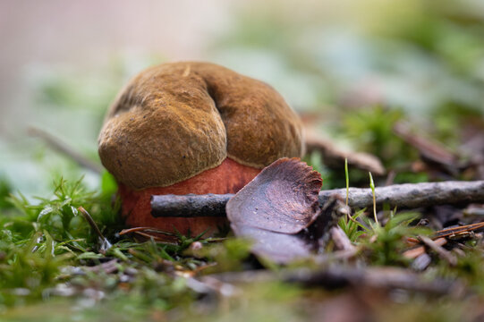 Dotted stem bolete growing in a natural habitat