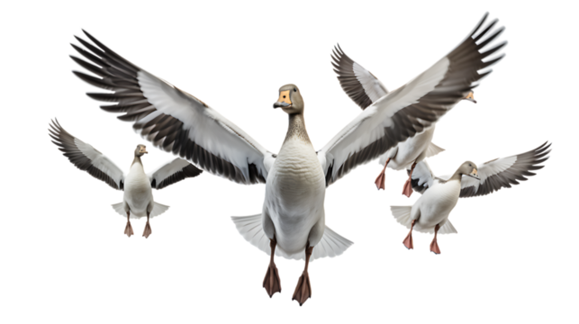 Flock of Geese in V-Formation Isolated on Transparent or White Background, PNG