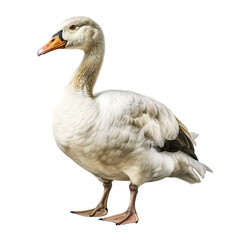 Goose on Transparent Background Isolated on Transparent or White Background, PNG