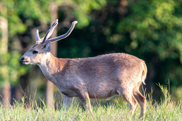 A male gazelle stands in the grass in Thung Kramang Animal Sanctuary. Chaiyaphum Province, Thailand