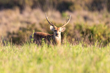 A male gazelle stands in the grass in Thung Kramang Animal Sanctuary. Chaiyaphum Province, Thailand