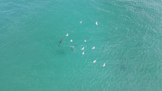 A pod of Dolphins and Seabirds feeding on a school of fish amongst the blue ocean water. Drone view