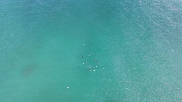 A pod of Dolphins and Seabirds feeding on a school of fish amongst the blue ocean water. Drone view
