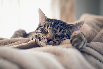 Close up of a sweet tabby cat asleep on a blanket in the daytime