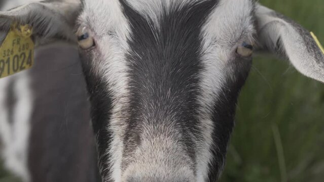 Black and White Billy Goat with Horn Grassing In High Grass