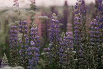 Lupine flowers in a foggy field during sunset in the Moscow region