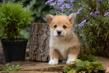 a very cute Welsh corgi puppy on a walk in the summer