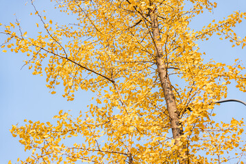 Yellow Ginkgo biloba in clear weather in late autumn