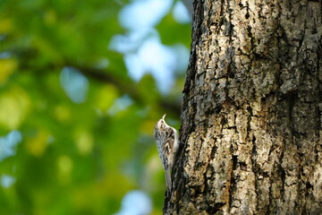 木に止まるキバシリ