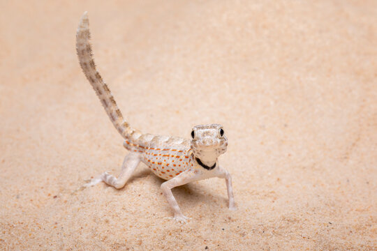 Pristurus carteri, commonly known as Scorpion-tailed Gecko, or Carter’s Rock Gecko.