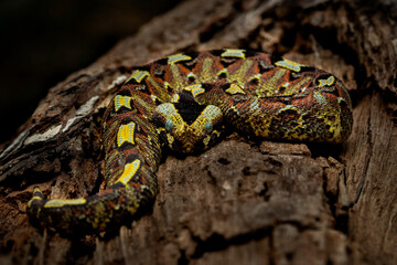 Rhinoceros Viper (Bitis nasicornis), also called River Jack, brightly coloured venomous snake that inhabits rainforests and swamps of West and Central Africa.