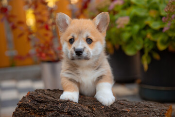 a very cute Welsh corgi puppy on a walk in the summer