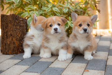 a group of cute Welsh corgi puppies are sitting on a walk in the summer
