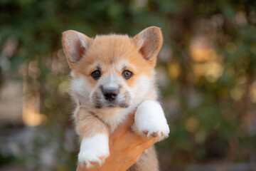 hands holding a very cute welsh corgi puppy on a walk in the summer