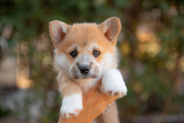 hands holding a very cute welsh corgi puppy on a walk in the summer