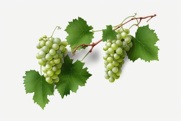 Obraz premium Grapevines Isolated On Transparent Background