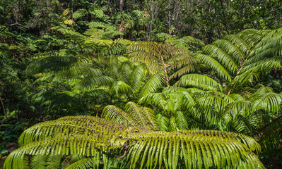 Fern jungle near Kilauea Volcano, Hawaii Island, USA