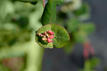 Honeysuckle Dropmore Scarlet flower buds