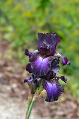Tall bearded iris Baltic Star flower