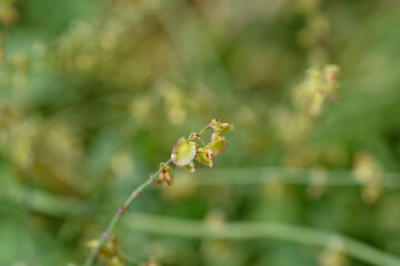 Shield dock seeds