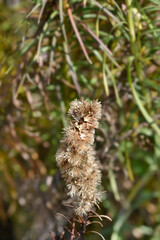 Elegant blazingstar seed head