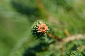 Norway spruce Inversa branch with bud