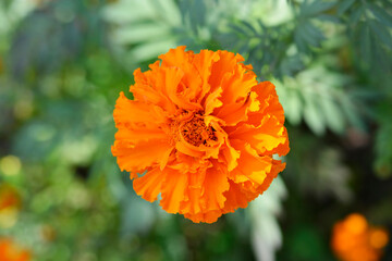 African marigold Kees Orange flower