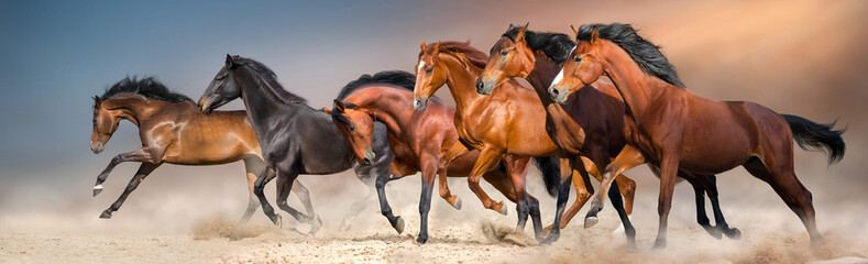 Horse herd run in dust - obrazy, fototapety, plakaty