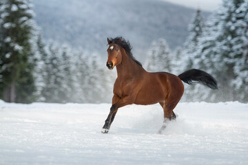 Horse run in mountain - 668058864