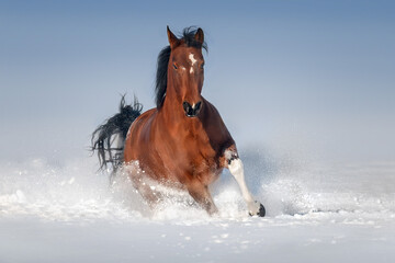 Bay horse run in snow - 668058866