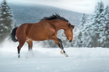 Horse run in mountain - 668058879